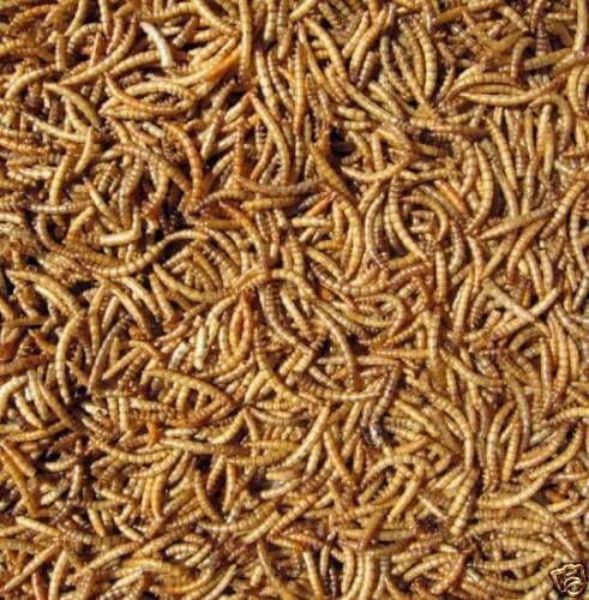 Picture of Mealworms 12.5kg