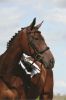 Picture of Collegiate Syntovia+ Padded Raised Cavesson Bridle