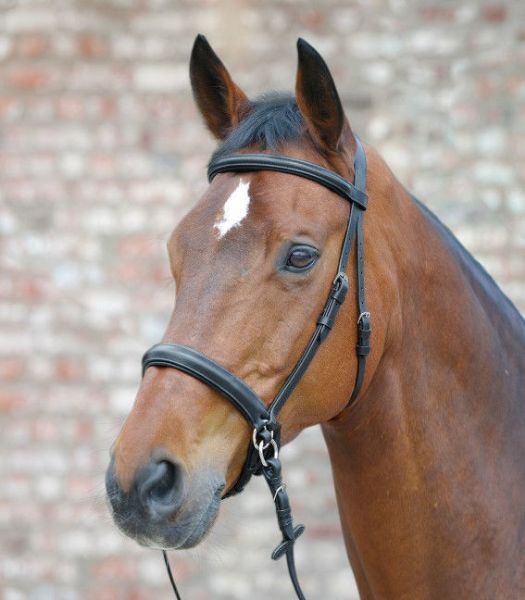 Picture of Mackey Star Bitless Bridle