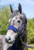 Picture of Le Mieux Vogue Fleece Headcollar & Leadrope Ink Blue/Navy