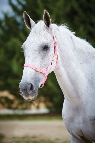 Picture of Roma Adjustable Quick Clip Headcollar Pink