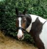 Picture of Windsor Comfort Bridle