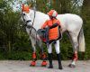 Picture of QHP Eventing Boots Hind Leg Technical Orange