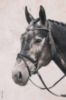 Picture of Schockemohle Oslo Classic Line Bridle Black/Silver