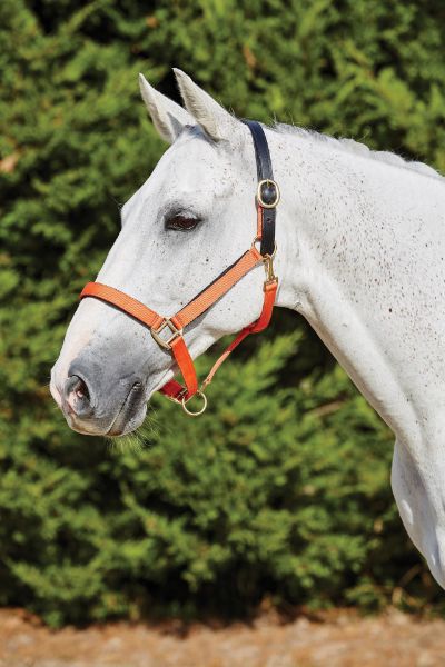 Picture of Kincade Deluxe Webbed Headcollar With Leather Crown Orange