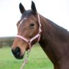 Picture of Hy Equestrian Synergy Head Collar Rose/Silver