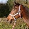 Picture of Hy Equestrian Ombre Head Collar And Lead Rope Coral/Blue