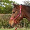 Picture of Hy Equestrian Rose Glitter Head Collar And Lead Rope Set Burgundy