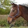 Picture of Hy Equestrian Rose Glitter Head Collar And Lead Rope Set Navy