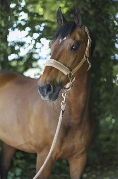 Picture of Covalliero Halter Sand