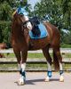 Picture of QHP Rio Saddlepad DR Ice Blue Full