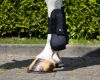 Picture of QHP Tendon Boots Rio Black