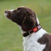 Picture of Weatherbeeta Therapy-Tec Dog Collar Black/Red L