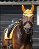 Picture of QHP Browband Collection Sunflower