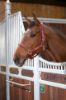 Picture of Shires Velociti Lusso Padded Leather Headcollar Burgundy