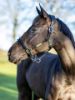 Picture of Le Mieux Rope Control Headcollar Black