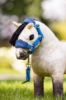 Picture of Le Mieux Toy Mini Pony Vogue Headcollar Pacific