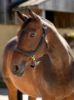 Picture of Le Mieux Leather Grooming Headcollar Brown