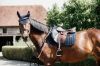 Picture of Kentucky Horsewear Saddle Pad Glitter Stone Show Jumping Navy Full