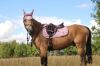 Picture of Coldstream Marygold Fly Veil Blush Pink Pony / Cob