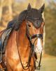 Picture of QHP Browband Hailyn Black