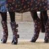 Picture of Weatherbeeta Wide Tab Long Travel Boots Squirrel Print
