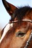 Picture of Hy Equestrian Rosciano Rose Gold Bridle Brown/Rose