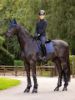 Picture of Le Mieux Crystal Suede Dressage Pad Navy L