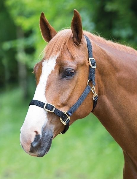 Picture of Shires Adjustable Headcollar Black