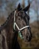 Picture of QHP Head Collar Flore Ice Green
