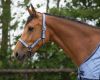Picture of QHP Headcollar Set With Turnout Collection Country Blue