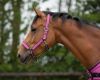 Picture of QHP Headcollar Set With Turnout Collection Festival