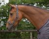 Picture of QHP Headcollar Set With Turnout Collection Python