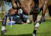 Picture of Majyk Equipe XC Elite Hind Boots Black