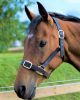 Picture of Cameo Equine Leather Headcollar Brown