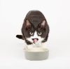 Picture of Scruffs Icon Food Bowl 13cm Light Grey