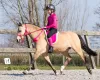 Picture of QHP Bareback Pad Fuchsia Pony