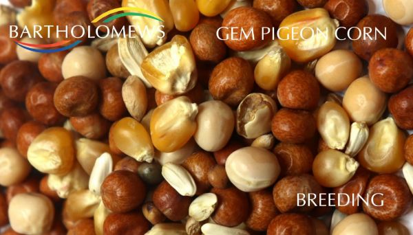 Picture of Gem Pigeon Breeding Mix 20kg