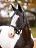 Picture of Le Mieux Capella Headcollar Petrol