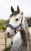 Picture of Le Mieux Comfort Headcollar Navy / Navy