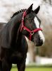 Picture of Le Mieux Soft Shell Headcollar Ember 