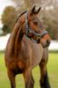 Picture of Le Mieux Soft Shell Headcollar Petrol 