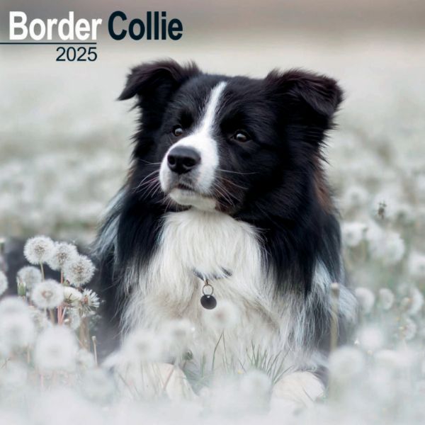 Picture of Border Collie Wall Calendar 2025