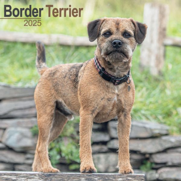 Picture of Border Terrier Wall Calendar 2025