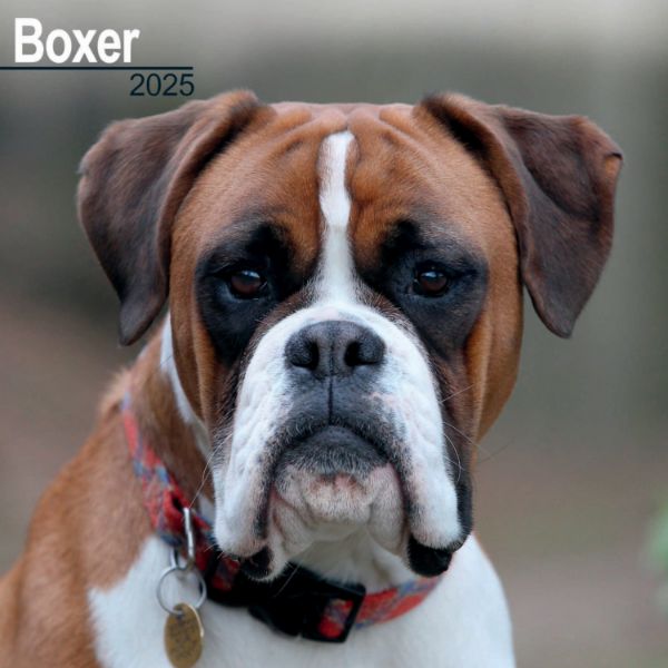 Picture of Boxer Wall Calendar 2025