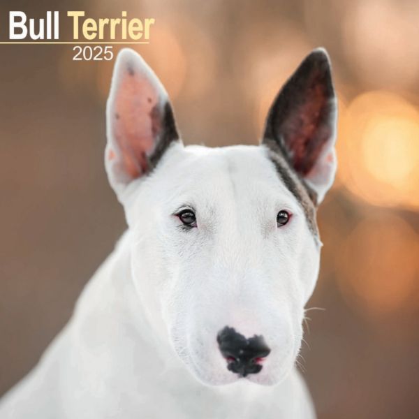 Picture of Bull Terrier Wall Calendar 2025