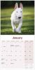 Picture of Bull Terrier Wall Calendar 2025