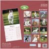 Picture of Bull Terrier Wall Calendar 2025