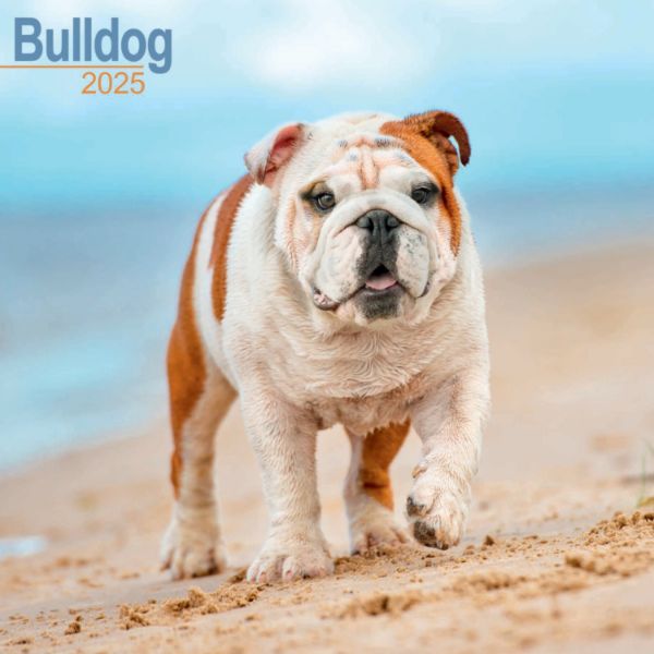 Picture of Bulldog Wall Calendar 2025