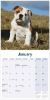 Picture of Bulldog Wall Calendar 2025